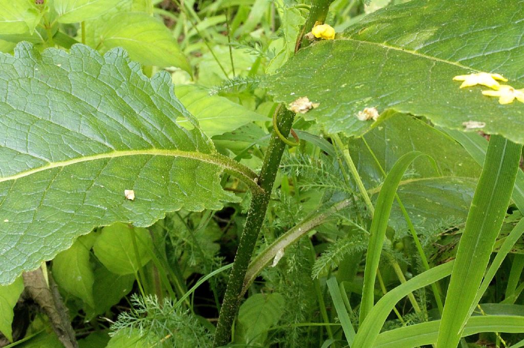 Verbascum chaixii / Verbasco di Chaix